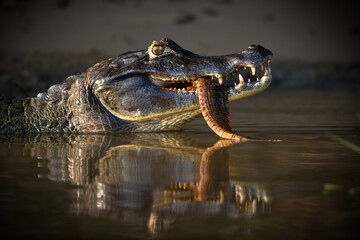 Close-up shot of a head of a black caiman with a big fish in its mouth - obrazy, fototapety, plakaty