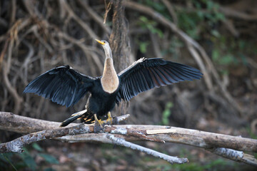Selective focus shot of a darter perched on a branch in Pantanal, Brasil