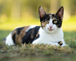 Close-up shot of a beautiful short-haired calico cat laying on grass on a sunny day - Powered by Adobe