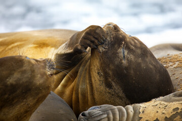 Selective focus shot of a seal relaxing in Antarctica