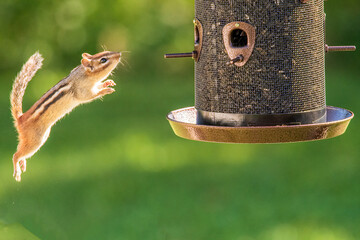 chipmunk jumping by trust alone
