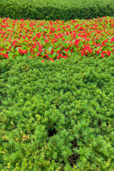Red flowers in a field of green