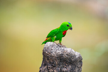 Blue - crowned Hanging Parrot