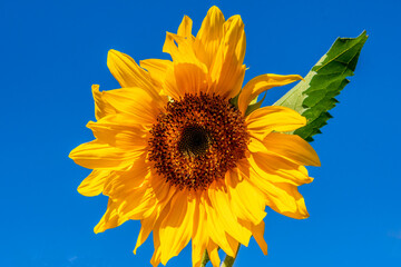 sun flower in bloom in summer sun
