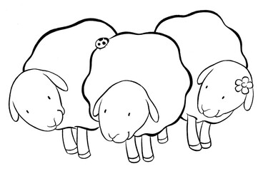 Cute sheep black and white
