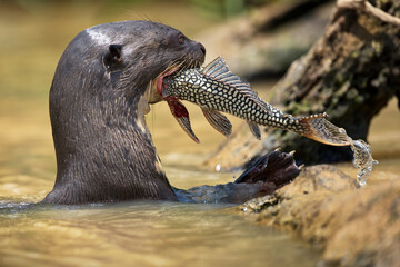 Closeup of a giant otter eating fish in a pond in Pantanal, Brazil