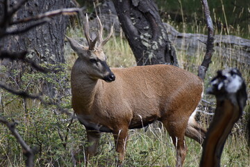 Huemul 