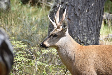 Huemul