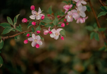 many pink flowers on the tree