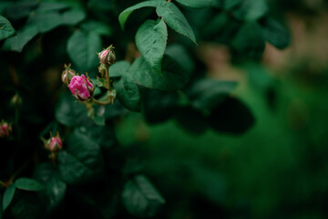 pink roses on the bush