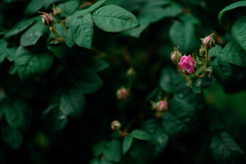 pink roses on the bush