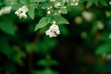 white jasmine flowers on the bush