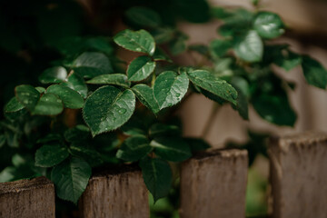 green leaves on a wooden fence background