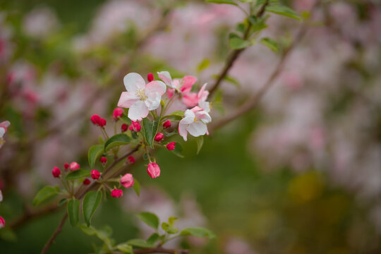 many pink flowers on the tree © Olga