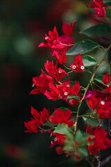 many red flowers on the tree