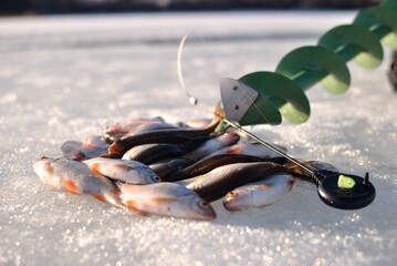 Winter roach fishing on the lake, catch.