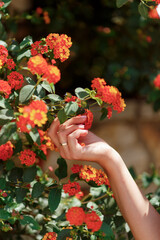 many pink flowers on the tree
