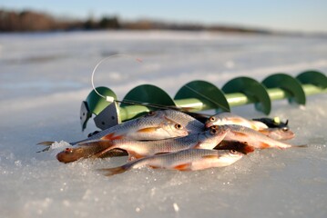 Winter roach fishing on the lake, catch.