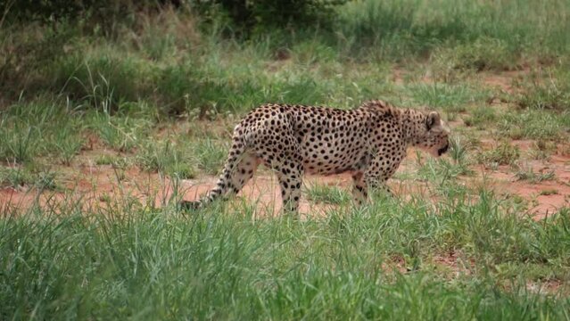 cheetah is walking, slow motion