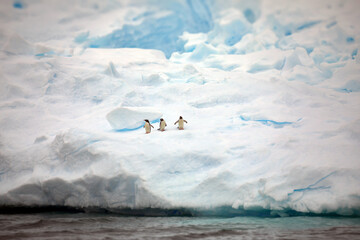 Gentoo penguins on the ice surrounded by the ocean in Antarctica