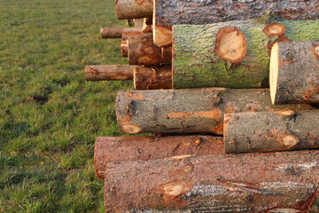 Pile of logs on a grassland in warm lighting.