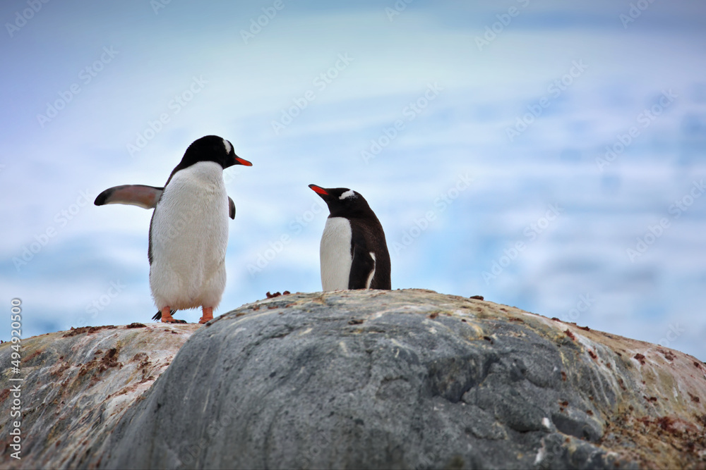 Wall mural view of two gentoo penguins standing on a high rock against a cloudy sky in antarctica