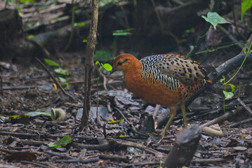 Partridges of Thailand