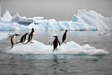 Closeup of a huddle of gentoo penguins on the ice in the ocean in Antarctica - obrazy, fototapety, plakaty