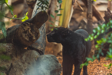 Closeup shot of a puma in a zoo park © Rudecatstudio Cieszyn/Wirestock Creators