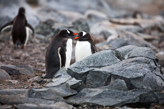 Pair of penguins resting quietly behind a rock with the third penguin on the background
