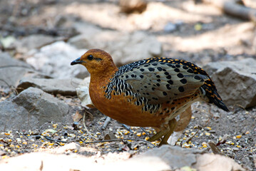 Partridges of Thailand