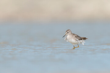 The beautiful Wood sandpiper (Tringa glareola)