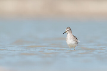 The beautiful Wood sandpiper (Tringa glareola)