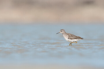 Isolated Wood sandpiper in the water (Tringa glareola)