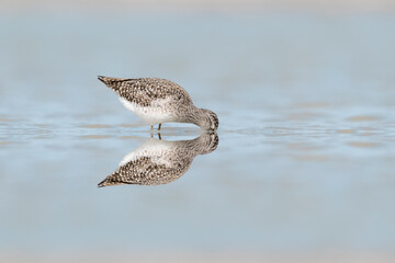 The wood sandpiper at mirror, fine art portrait (Tringa glareola)