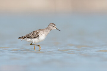 Walking on the water, the Wood sandpiper looking for food in the pond (Tringa glareola)