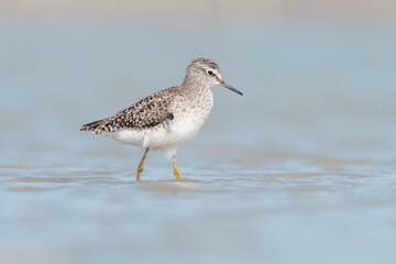 Walking in the water, the wood sandpiper (Tringa glareola)