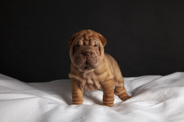Cute shar pei dog on a white textile on a black background