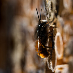 Mauerbiene (Osmia) am Insektenhotel