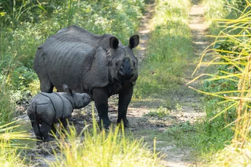 Zelfklevend Fotobehang Mother rhino with its calf in the jungle on a sunny day © Clinton Weaver/Wirestock Creators