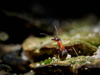 Ant - Formica rufa - in its natural forest habitat, on leaves, tree branches and rubbish left by people.