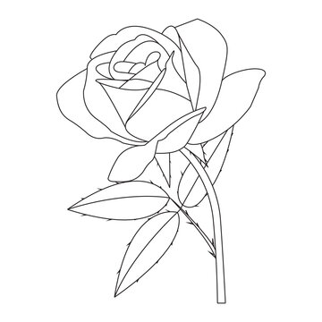 Beautiful Easy Roses Flowers Coloring book For Preschool Children. Cute Educational Roses Flowers Coloring Page For Kids