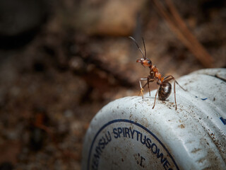 Ant - Formica rufa - in its natural forest habitat, on leaves, tree branches and rubbish left by...