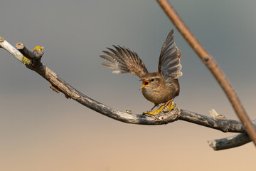 Eurasian wren (Troglodytes troglodytes) flaps its wings and sings in a display, Suffolk coast, UK.