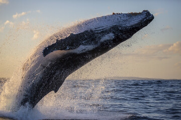 Humpback whale breaches close to whale watching vessel during golden hour, Sydney, Australia © Wongymark1/Wirestock Creators