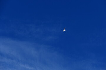 White seagull against the blue sky.