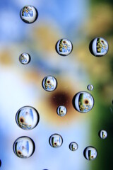 Flores de girasol dentro de las gotas de agua esfèricas transparentes por reflexiòn forman un...