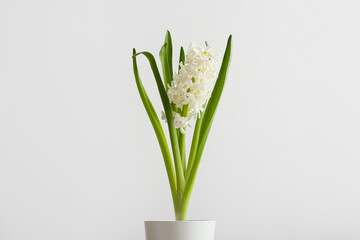 Pot with beautiful hyacinth plant on light background