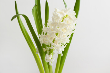 Gorgeous hyacinth flowers on light background, closeup