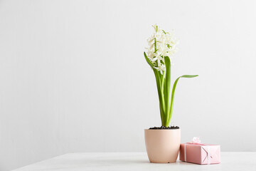 Pot with beautiful hyacinth plant and gift box on light background